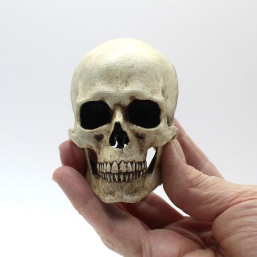 Anatomically Correct Handmade Human Skull FRIDGE MAGNET